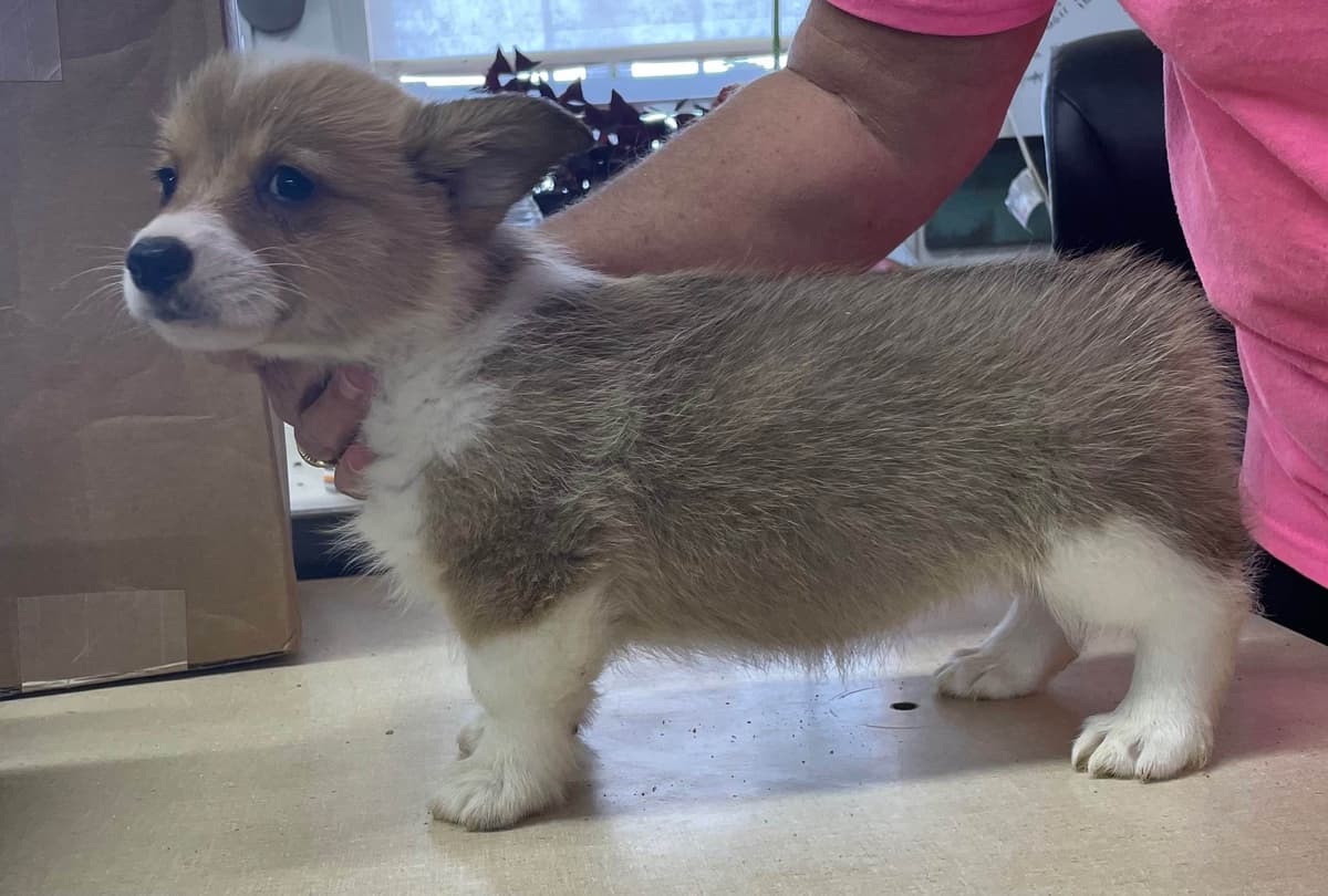 Pembroke Welsh Corgi Puppies breeder image 9