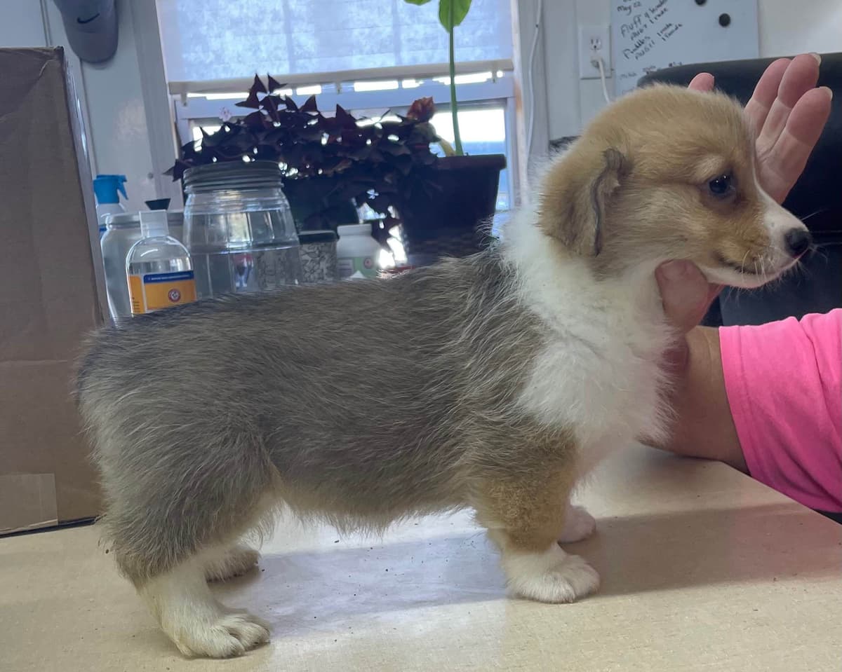 Pembroke Welsh Corgi Puppies breeder image 8