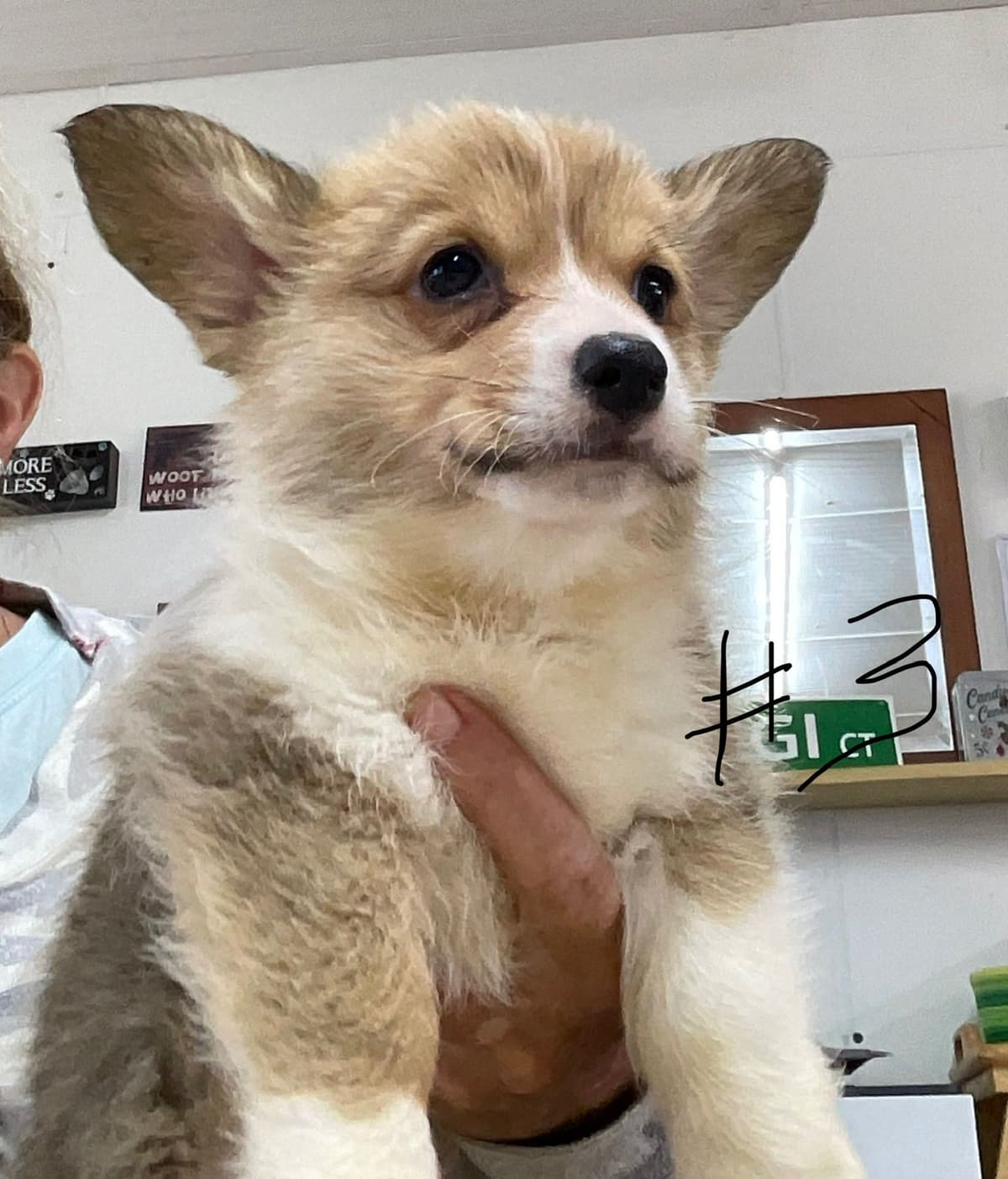 Pembroke Welsh Corgi Puppies breeder image 10