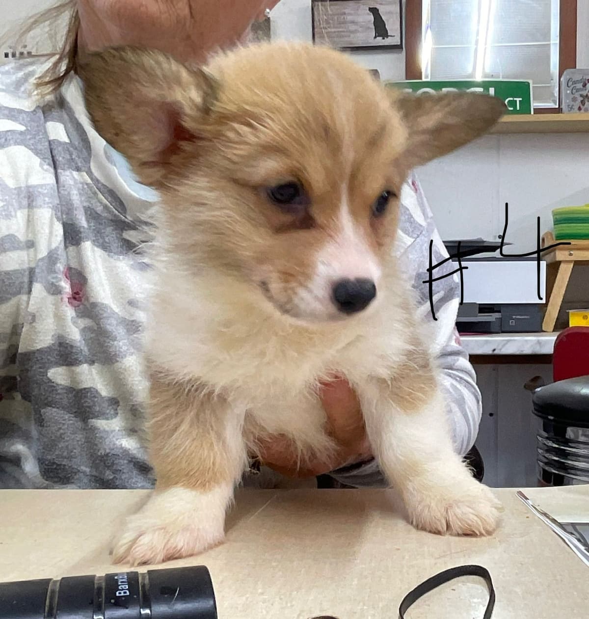 Pembroke Welsh Corgi Puppies breeder image 11