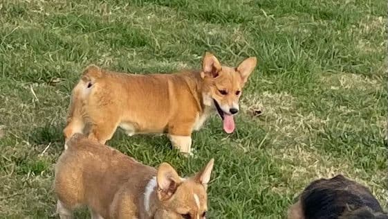 Pembroke Welsh Corgi Puppies breeder image 12