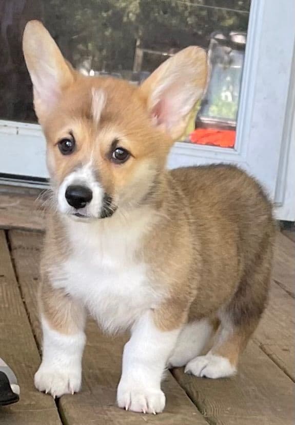 Pembroke Welsh Corgi Puppies breeder image 13