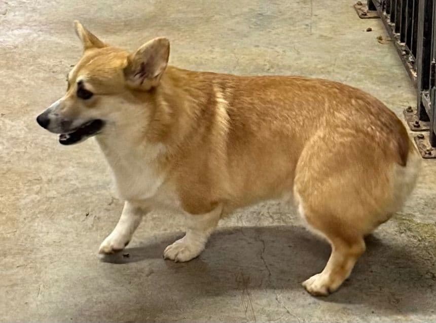 Pembroke Welsh Corgi Puppies breeder image 14