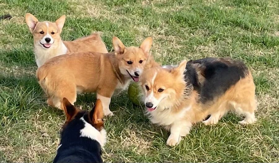 Pembroke Welsh Corgi Puppies breeder image 15