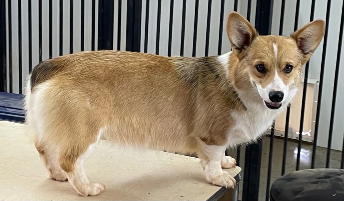 Pembroke Welsh Corgi Puppies breeder image 16