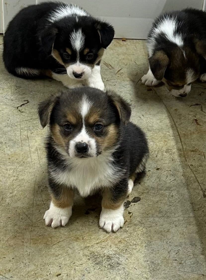 Pembroke Welsh Corgi Puppies breeder image 18