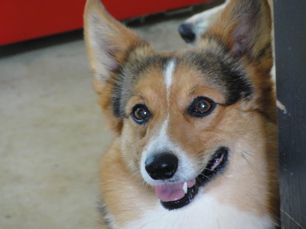 Pembroke Welsh Corgi Puppies breeder image 17