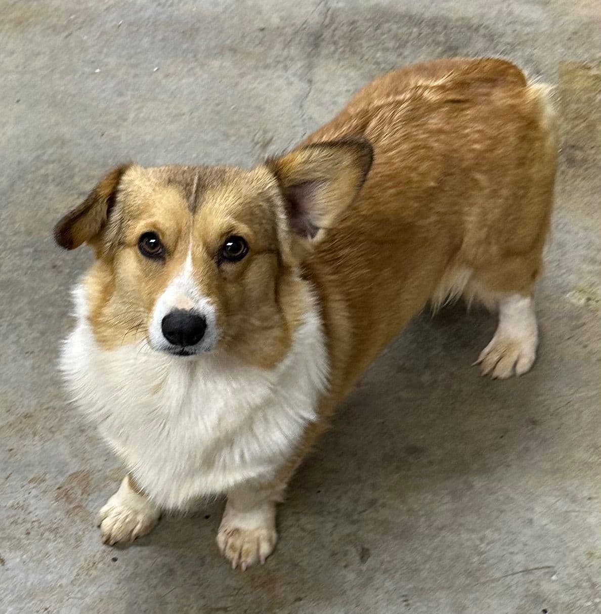 Pembroke Welsh Corgi Puppies breeder image 20