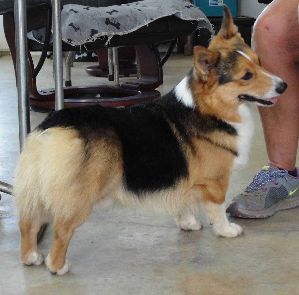Pembroke Welsh Corgi Puppies breeder image 21
