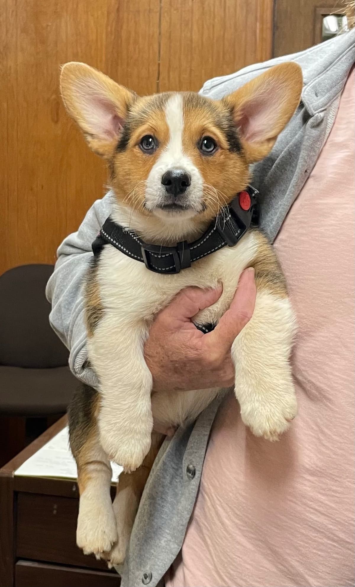 Pembroke Welsh Corgi Puppies breeder image 24