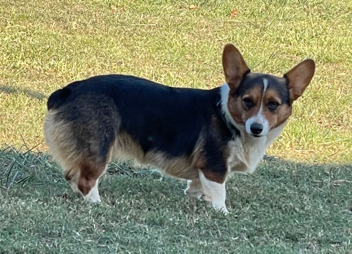 Pembroke Welsh Corgi Puppies breeder image 25