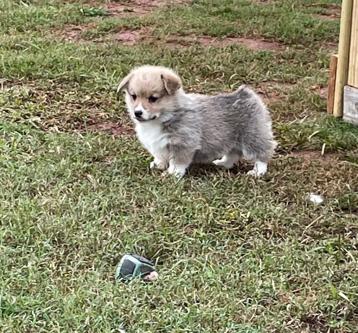 Pembroke Welsh Corgi Puppies breeder image 26
