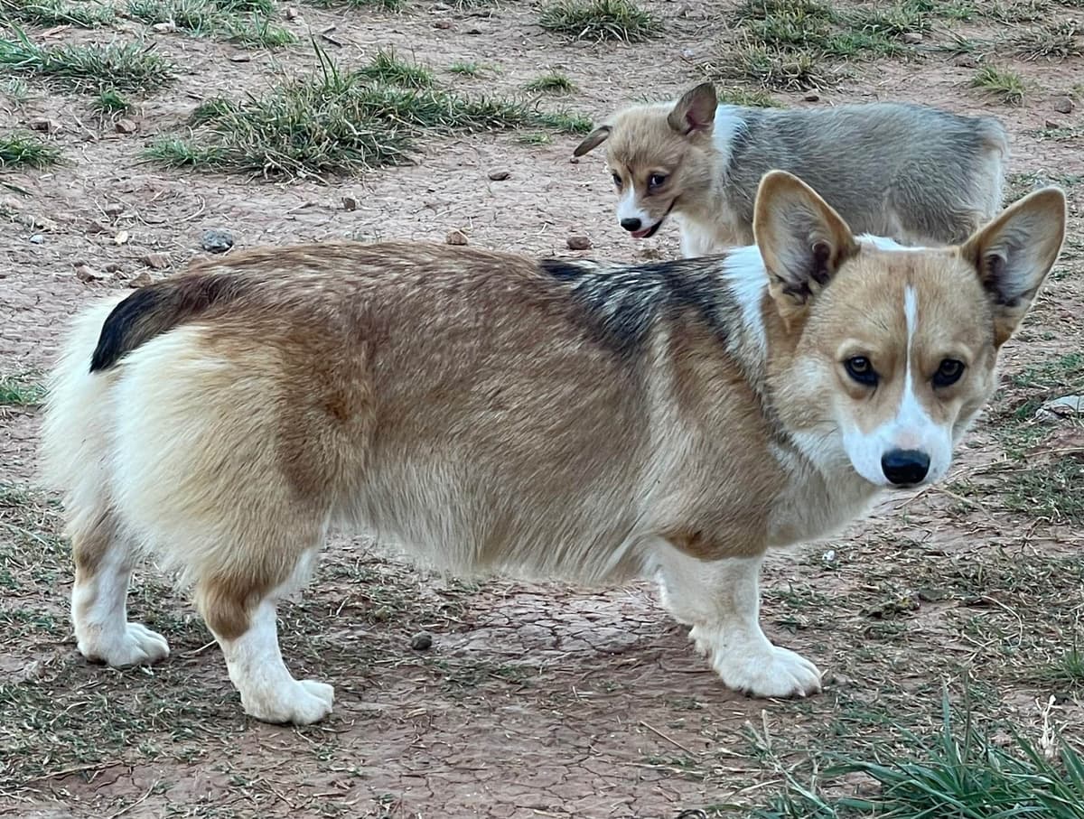 Pembroke Welsh Corgi Puppies breeder image 28