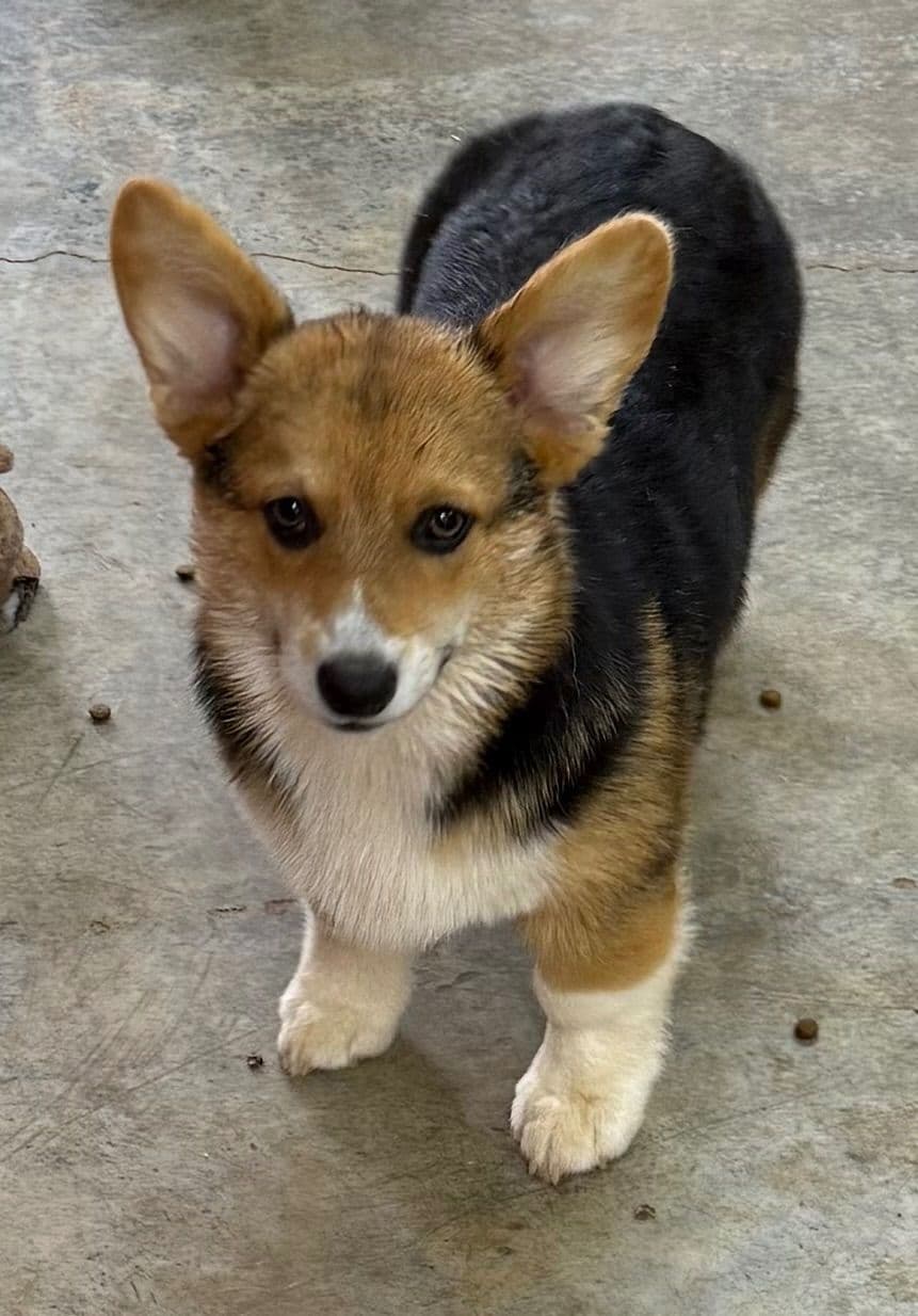 Pembroke Welsh Corgi Puppies breeder image 30