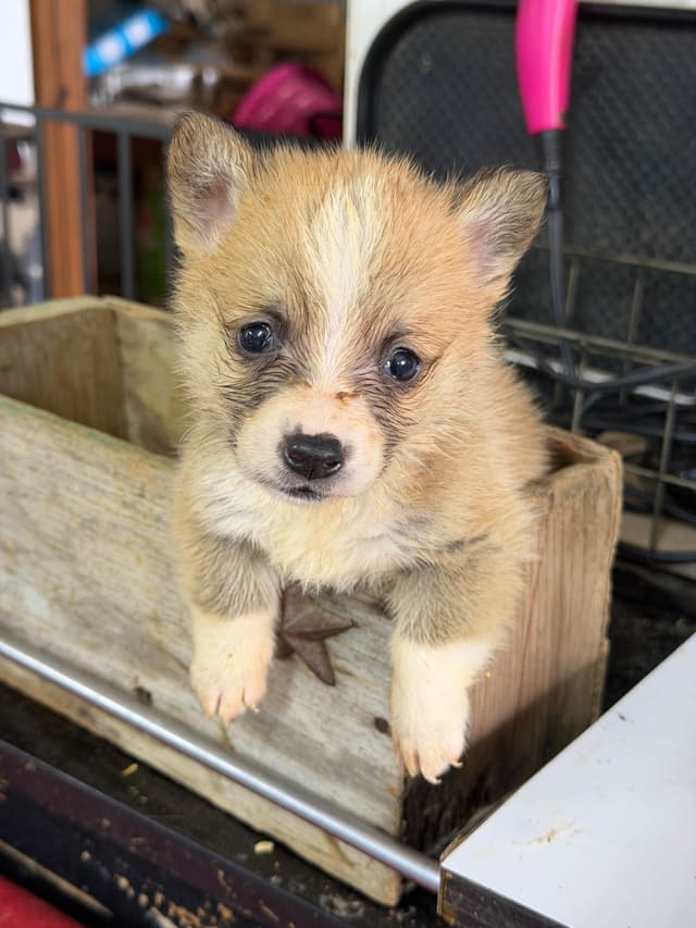 Pembroke Welsh Corgi Puppies media 2