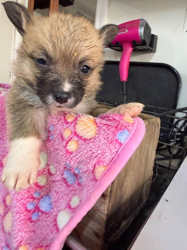 Pembroke Welsh Corgi Puppies media 3