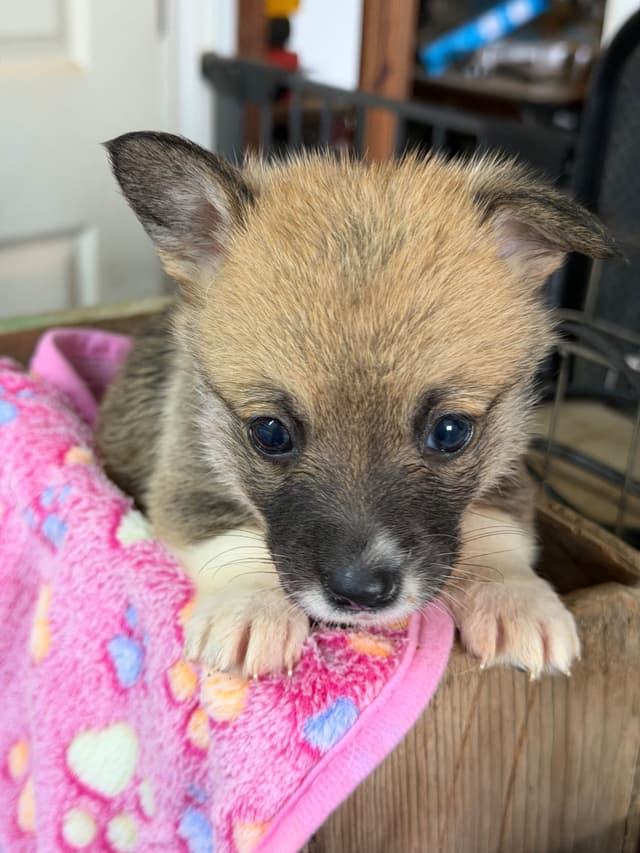 Pembroke Welsh Corgi Puppies media 4