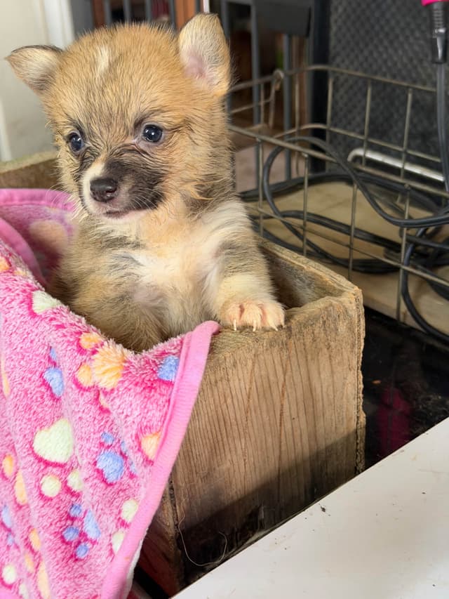 Pembroke Welsh Corgi Puppies media 5