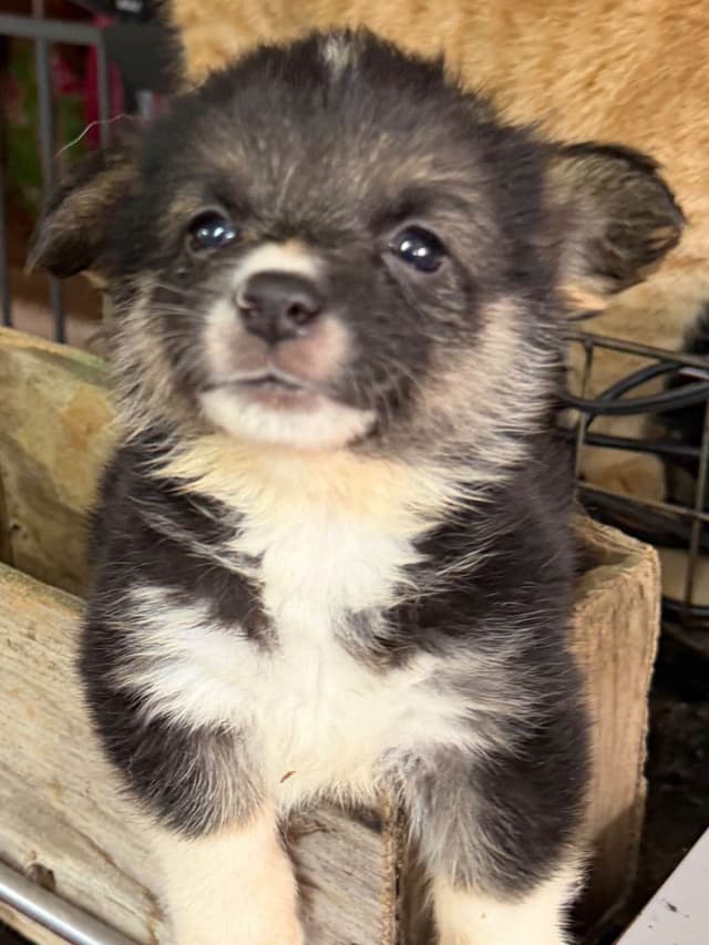 Pembroke Welsh Corgi Puppies media 6