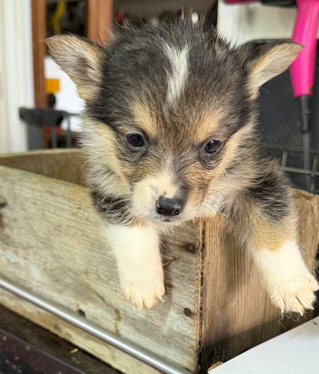 Pembroke Welsh Corgi Puppies media 7
