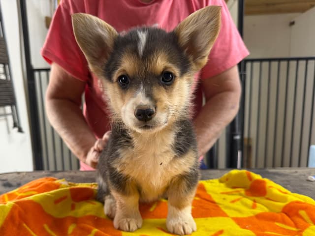 Pembroke Welsh Corgi Puppies media 9