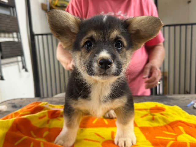 Pembroke Welsh Corgi Puppies media 10
