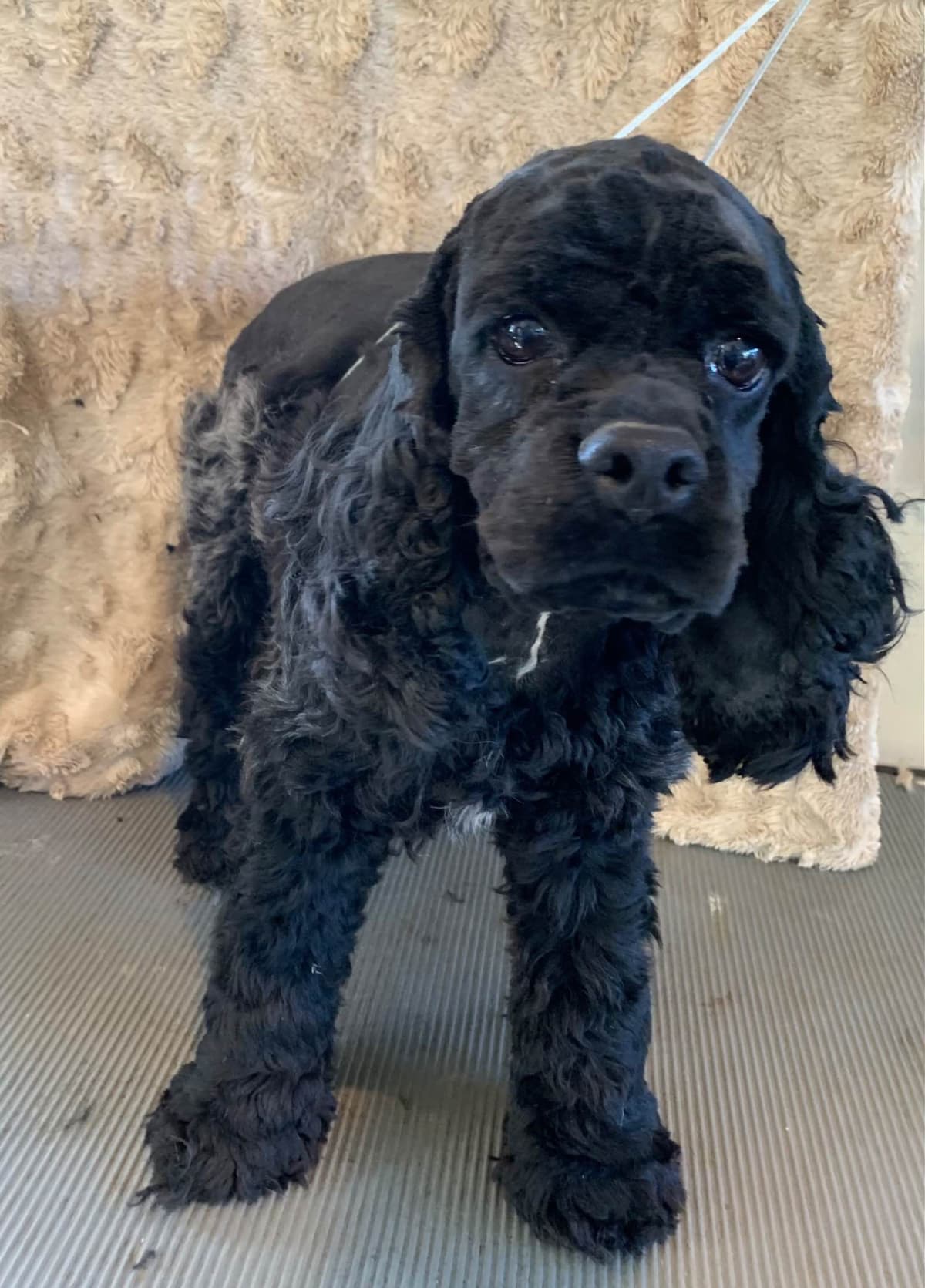 Cocker Spaniel Puppies breeder image 1