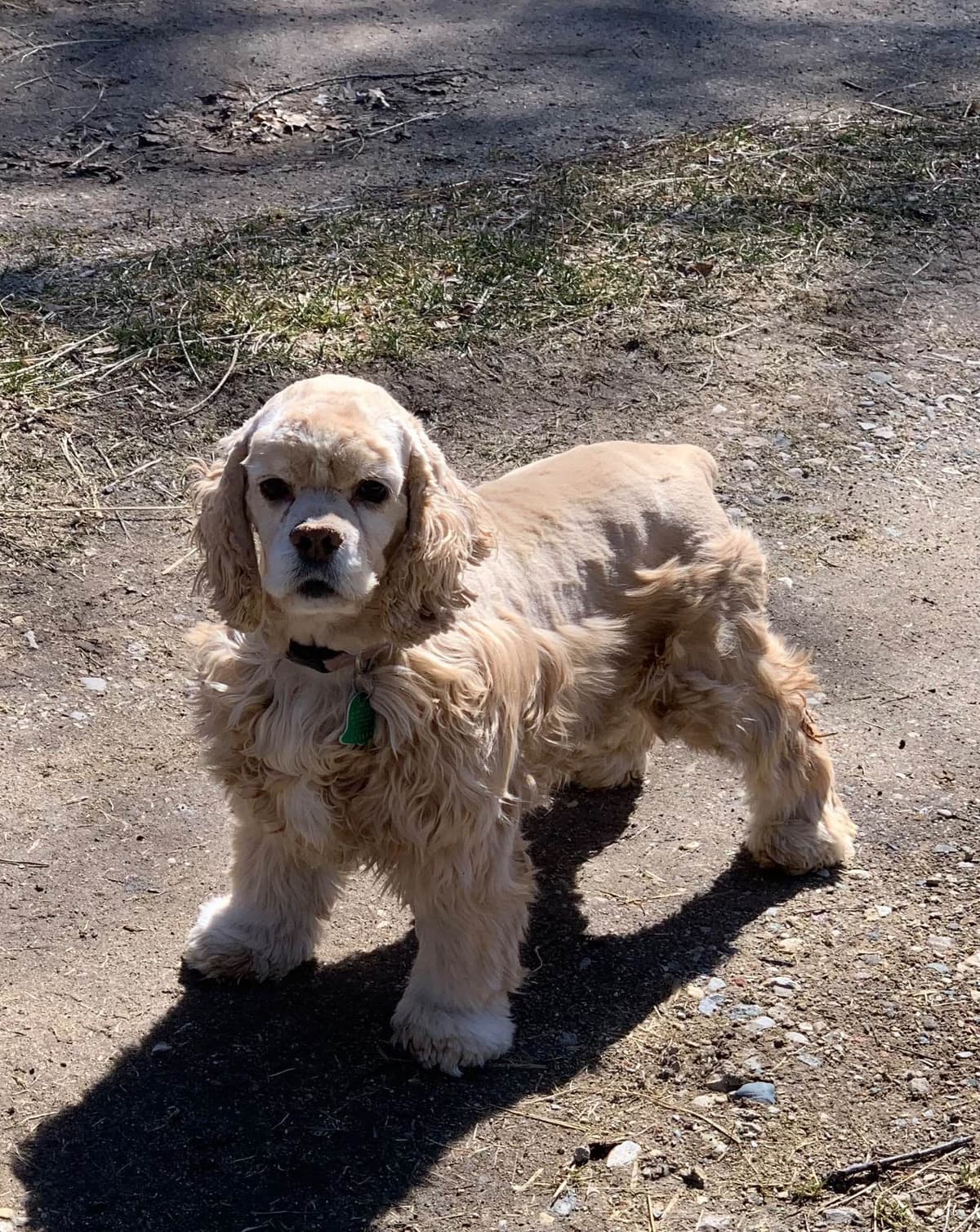 Cocker Spaniel Puppies breeder image 6