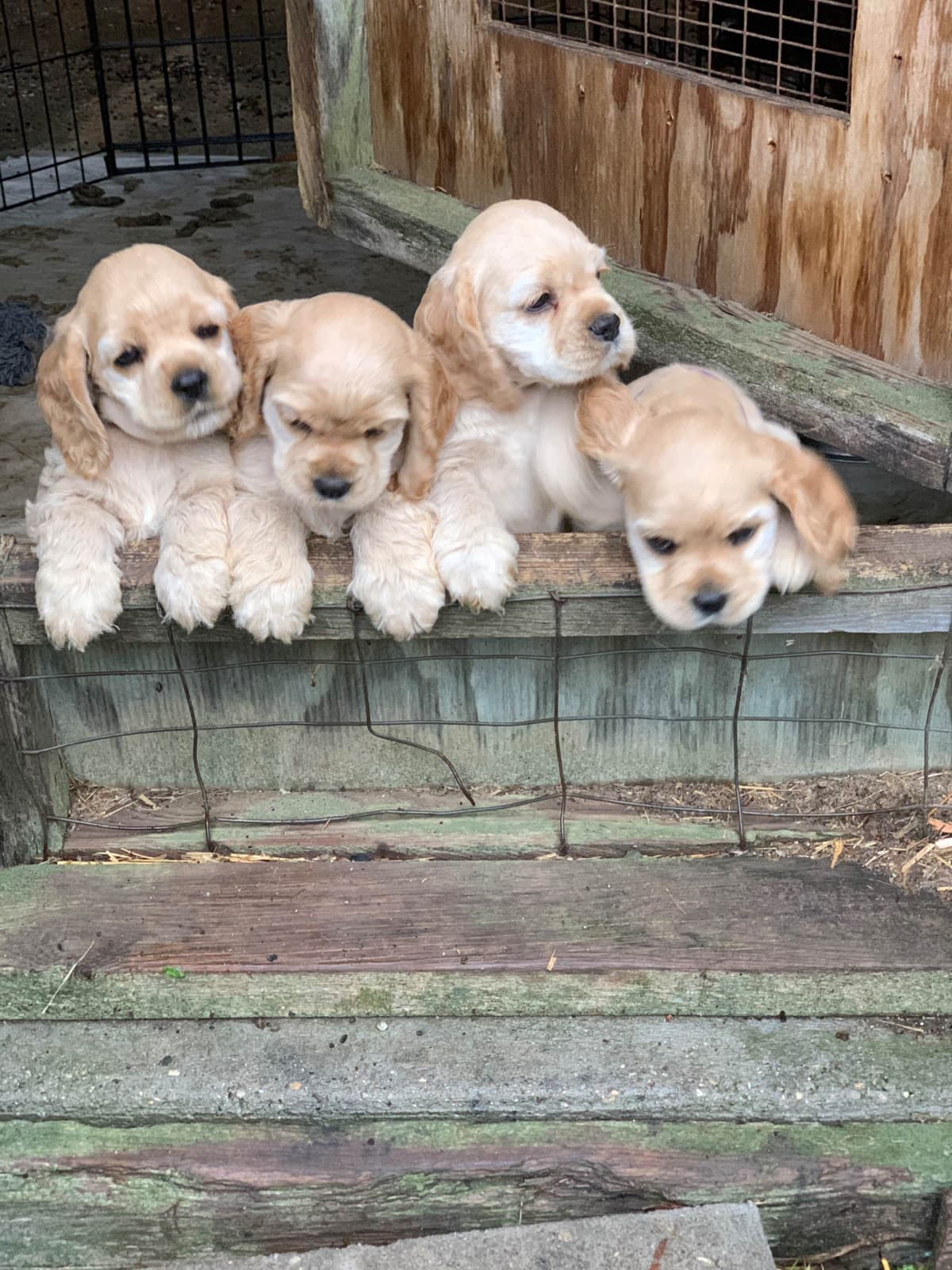 Cocker Spaniel Puppies breeder image 7