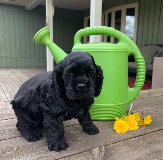 Cocker Spaniel Puppies media 3