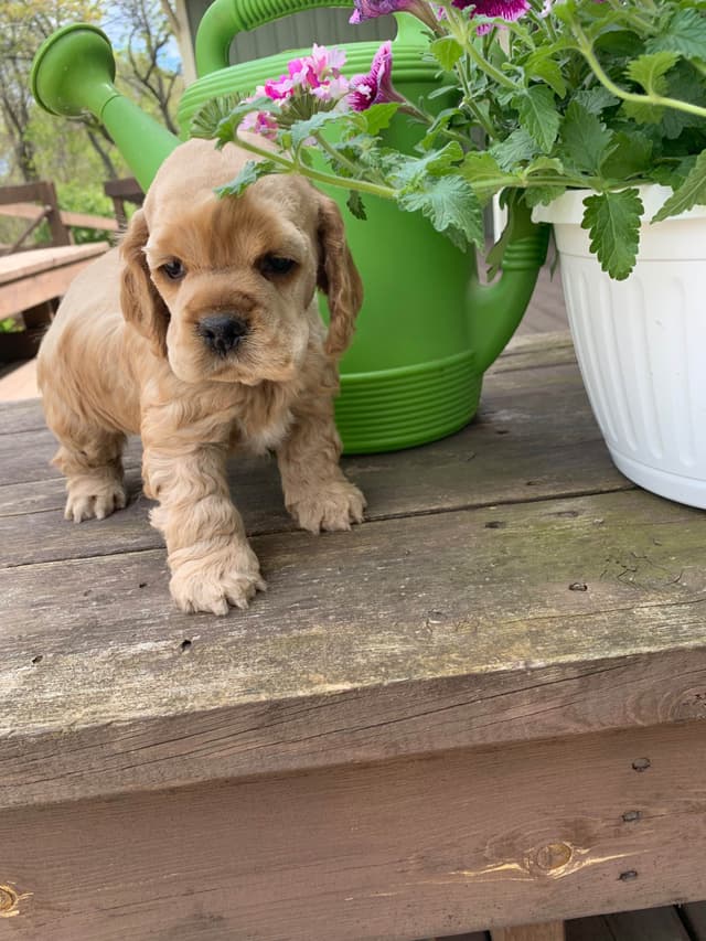 Cocker Spaniel Puppies media 4