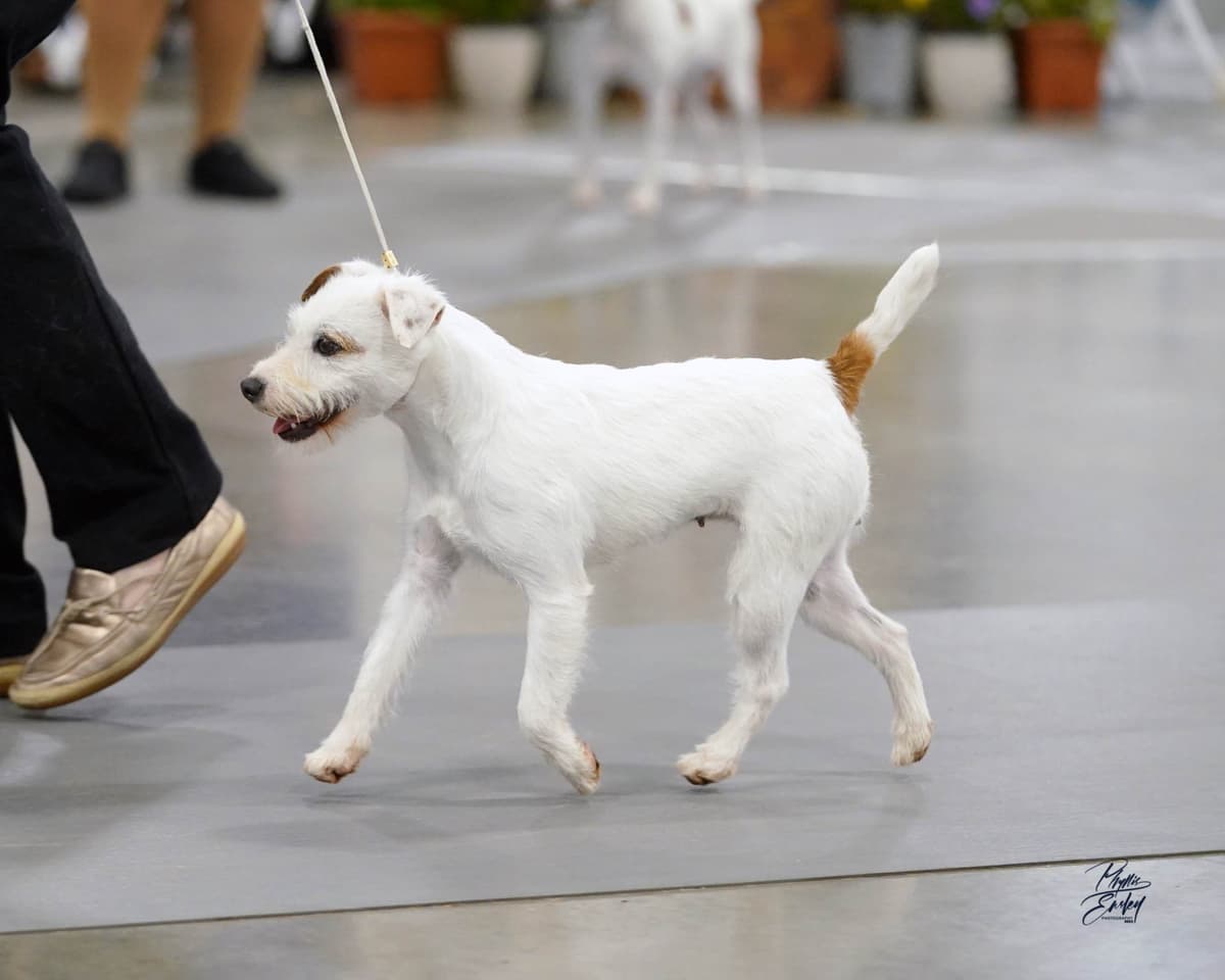 Parson Russell Terrier Puppies breeder image 4