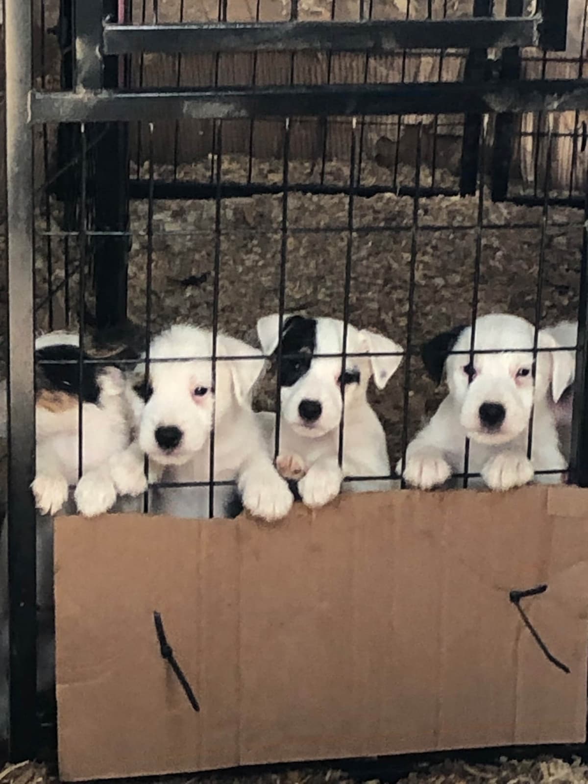 Parson Russell Terrier Puppies breeder image 5