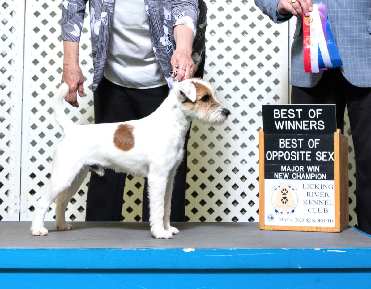 Parson Russell Terrier Puppies breeder image 8
