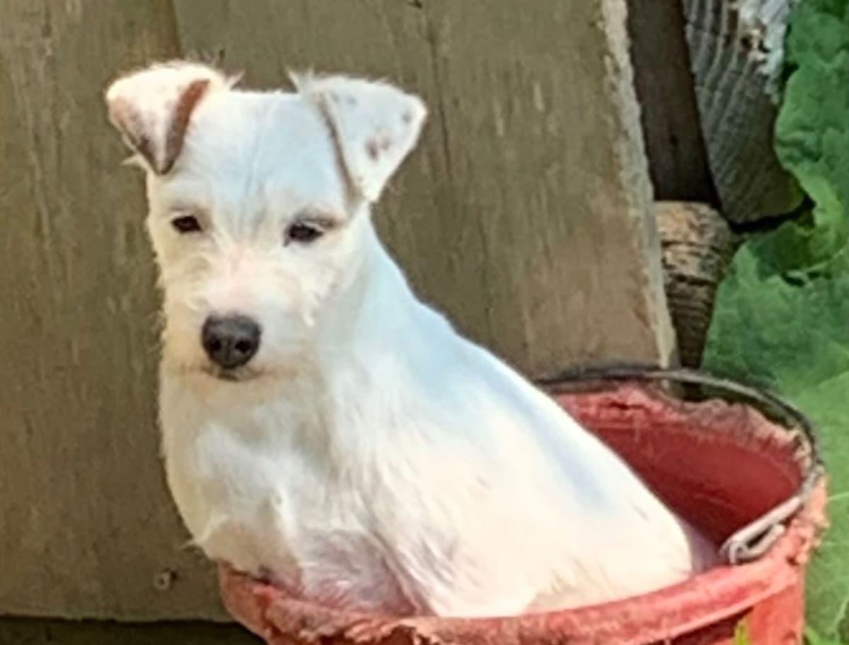 Parson Russell Terrier Puppies breeder image 7