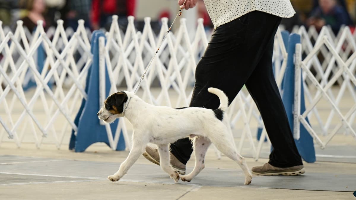 Parson Russell Terrier Puppies breeder image 9