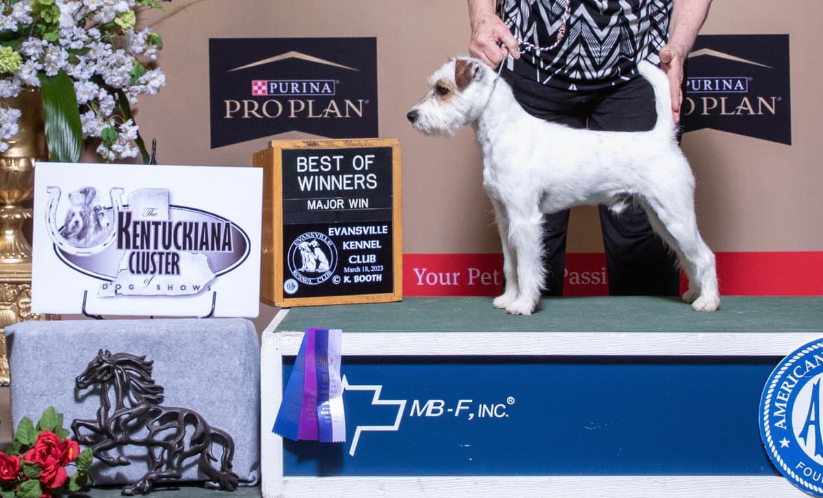 Parson Russell Terrier Puppies breeder image 11