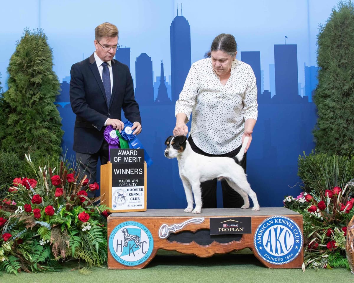 Parson Russell Terrier Puppies breeder image 12