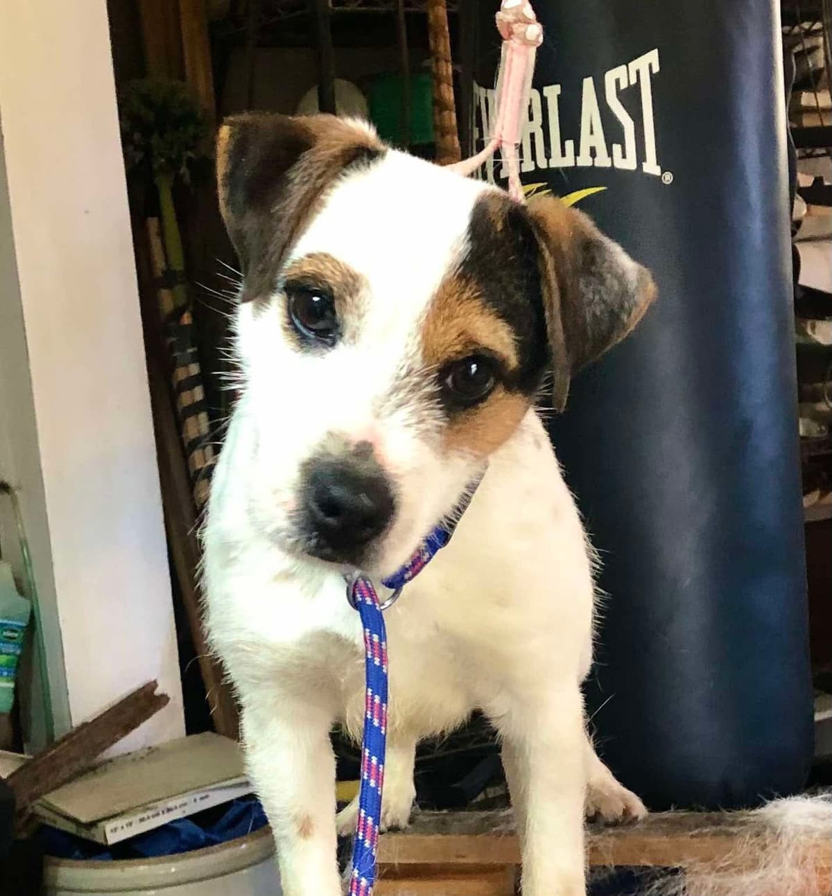 Parson Russell Terrier Puppies breeder image 13
