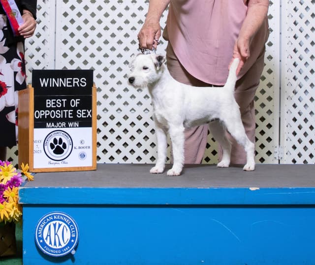Parson Russell Terrier Puppies media 2