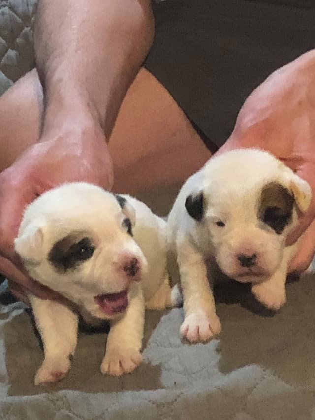 Parson Russell Terrier Puppies media 4