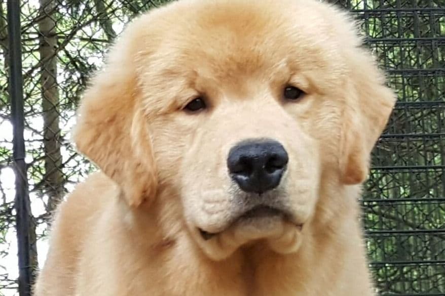 Golden Retriever Puppies breeder image 1