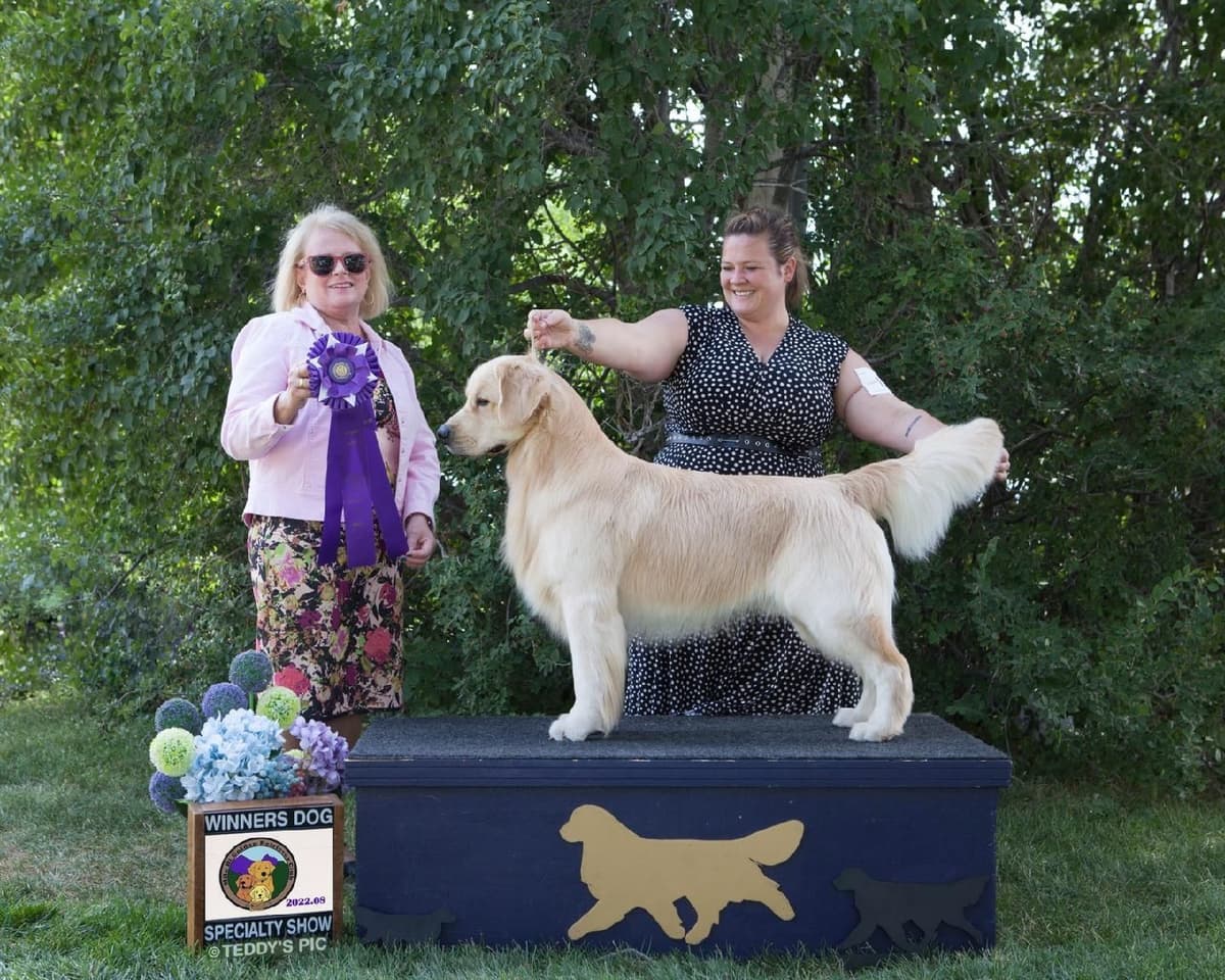 Golden Retriever Puppies breeder image 2