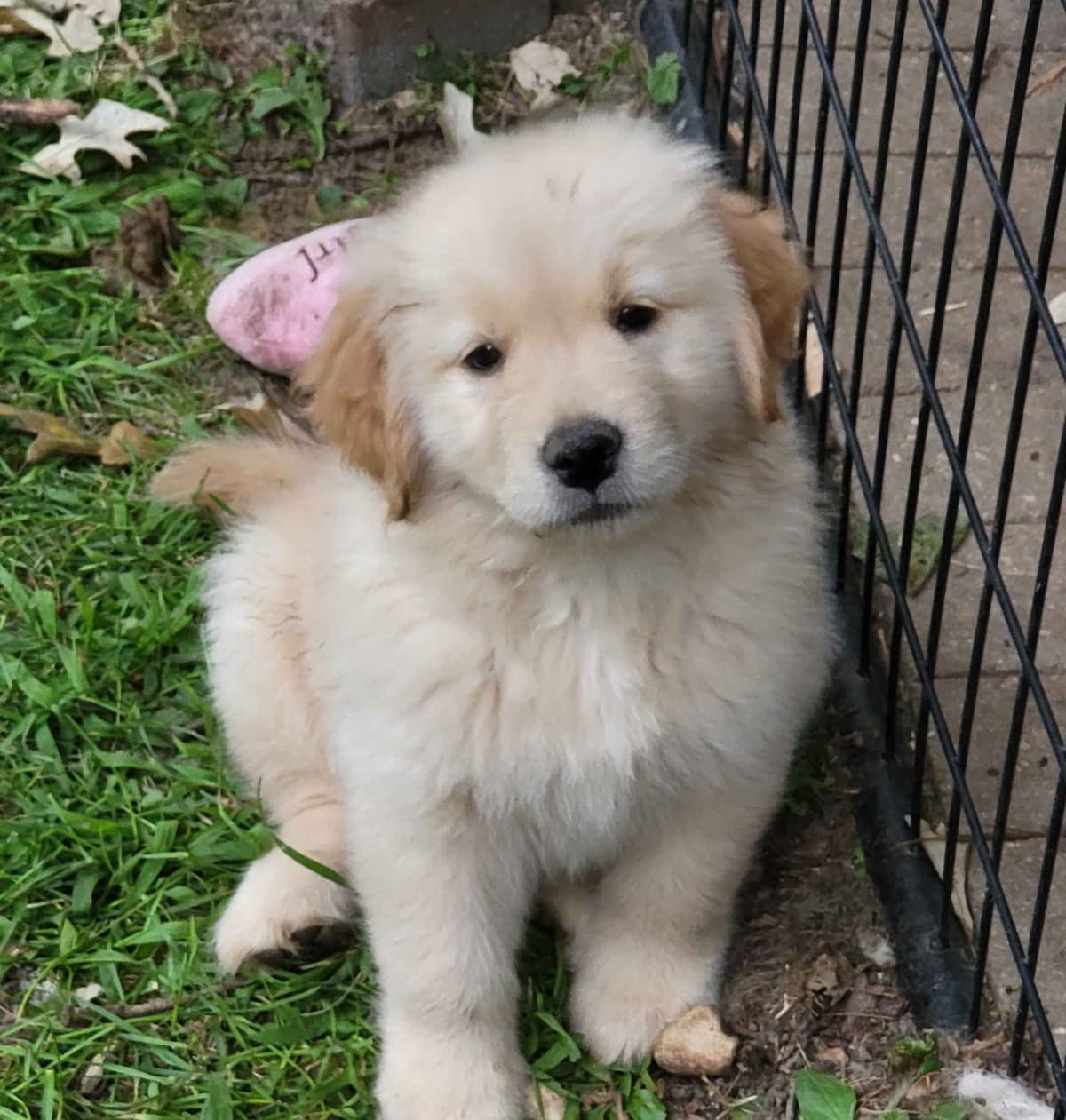 Golden Retriever Puppies breeder image 3