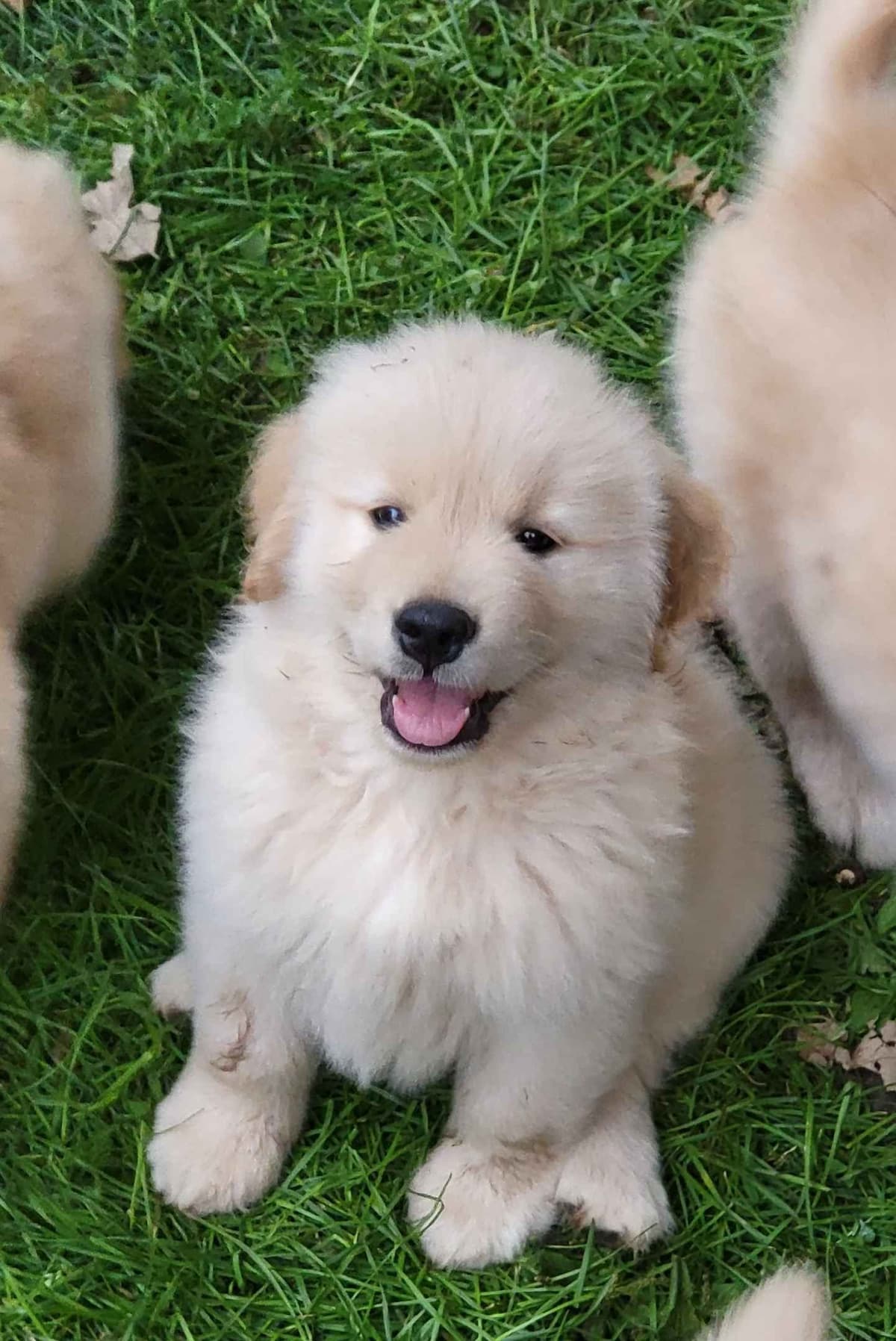 Golden Retriever Puppies breeder image 4