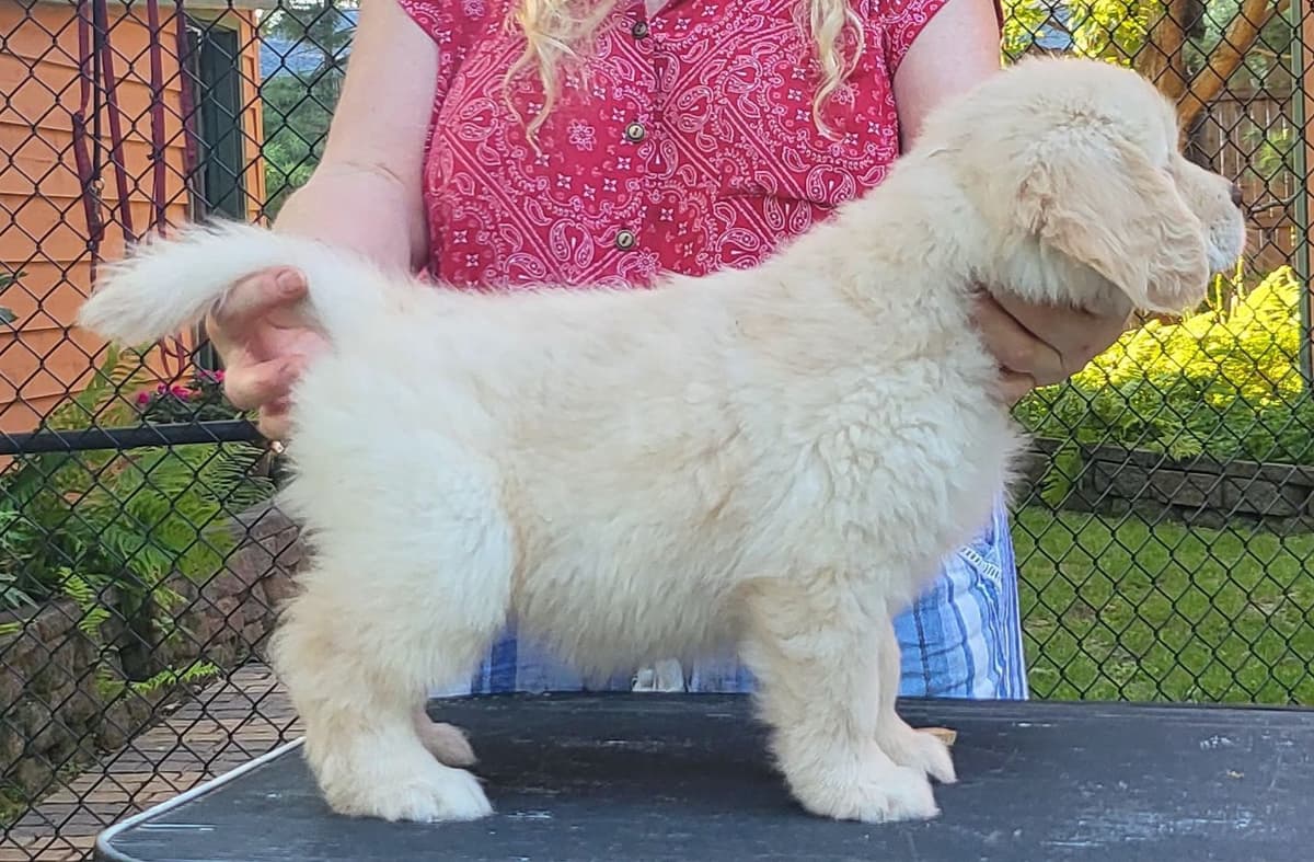 Golden Retriever Puppies breeder image 5