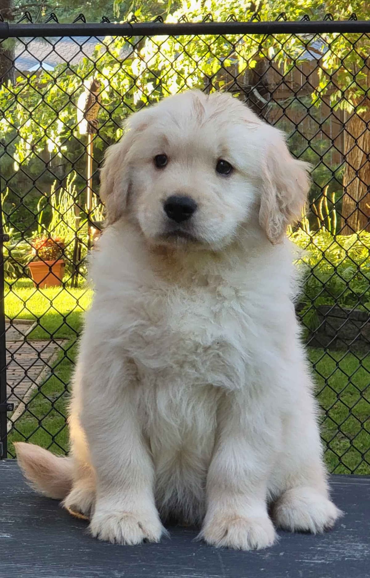 Golden Retriever Puppies breeder image 6