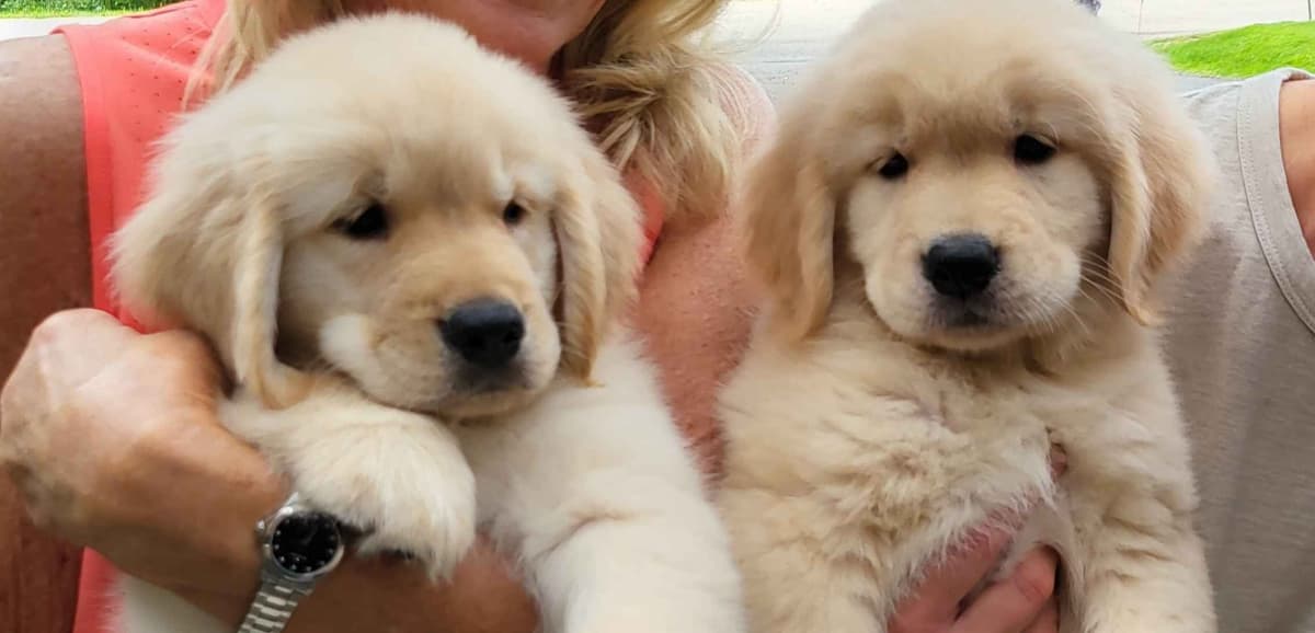 Golden Retriever Puppies breeder image 7