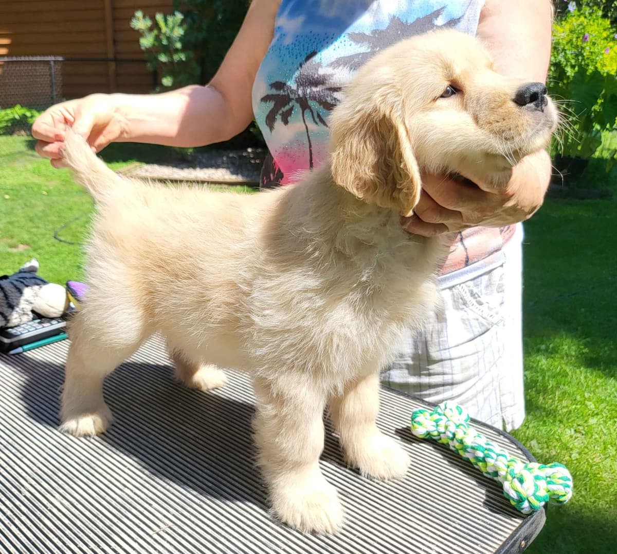 Golden Retriever Puppies breeder image 8