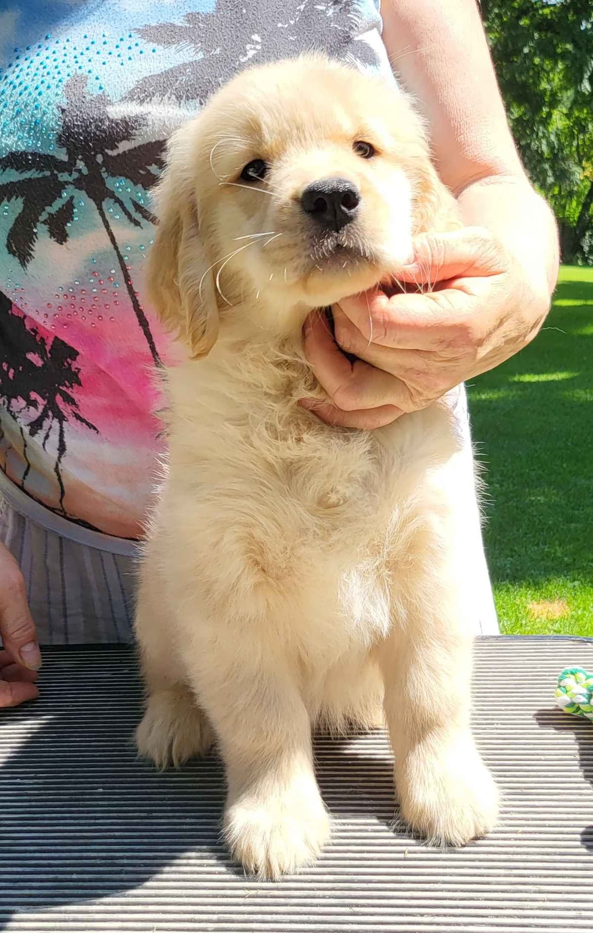 Golden Retriever Puppies breeder image 9